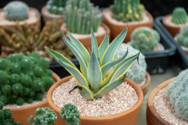 Canlı bir kaktüs koleksiyonu keşfedin. Şehir serası. Çeşitli bitki türleri sergileniyor..