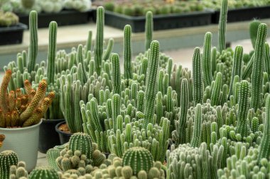 Kaktüslerin canlı çeşitliliğini keşfetmek sera düzenini sergilenen çarpıcı bitki çeşitlerini.
