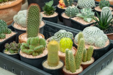 Büyüleyici bir kaktüs gösterisini keşfedin. Bir bahçe merkezi doğanın eşsiz güzelliğini gözler önüne seriyor..