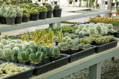 Kaktüslerin hareketli dünyasını şaşırtıcı çeşitlilikte çeşitli türleri sera düzeniyle keşfedin..