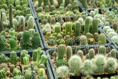 Doğal ortamda gelişen çeşitli kaktüslerin çarpıcı bir gösterisini keşfedin..