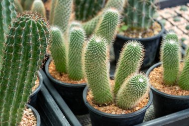 Kaktüslerin göz kamaştırıcı çeşitliliğini keşfedin..