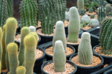 Kaktüslerin farklı güzelliklerini keşfedin. Bir çöl bahçesinde yakın plan bir manzara..