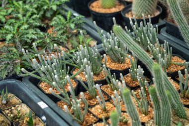 Göz kamaştırıcı bir kaktüs dizisini, sakin bir çevreyi botanik güzelliği ve eşsiz bitki formlarını keşfedin..