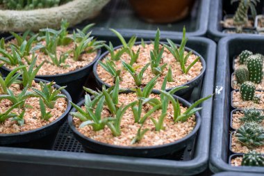 Çeşitli kaktüslerin canlı gelişimini keşfedin. Eşsiz güzelliklerini vurgulayan bir sera..