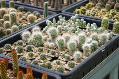 Botanik bahçesinde canlı bir kaktüs koleksiyonu keşfedin. Çeşitli türleri ön plana çıkaran büyüleyici bir iç mekan..