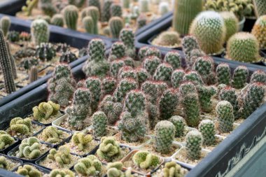 Değişik kaktüslerin sergilendiği canlı bir kaktüs yuvası keşfedin. Büyüleyici bir doğal ortam..