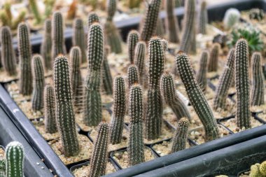 Kaktüslerin karmaşık büyüme kalıplarını araştırın. Canlı bir ev ortamını..