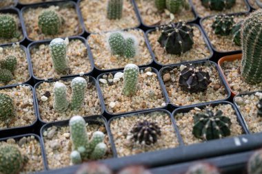 Büyüleyici bir kaktüs koleksiyonunu keşfedin. Çeşitli türleri gösteren canlı bir sera ortamı..