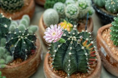 Güzel bir kaktüs çiçeği, doğanın canlı renklerini sergiliyor. Kapalı bir sergi..