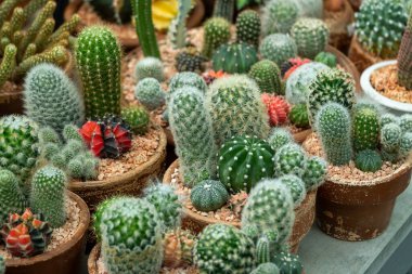 Yerel bir çocuk yuvasında çeşitli kaktüs tencerelerini araştırın..