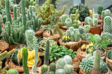 Değişik kaktüslerin, botanik bahçelerinin canlı bir gösterisini keşfedin..