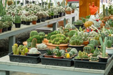 Bir bahçe merkezinde çeşitli bitki çeşitlerini sergileyen çarpıcı bir kaktüs dizisini keşfedin..