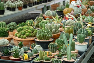 Renkli bir kaktüs dizisini keşfedin. Doğanın eşsiz güzelliğini kutlayan canlı bir kreş..