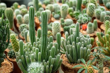 Nefes kesici bir kaktüs dizisini keşfedin. Eşsiz şekillerini ve renklerini gözler önüne seren bir botanik merkezi..
