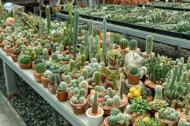 Doğanın güzelliğini ve eşsiz tasarımlarını gösteren çeşitli kaktüslerle dolu canlı bir sera keşfedin..