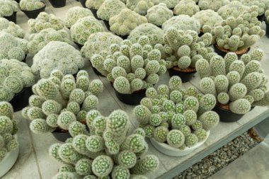 Muhteşem bir kaktüs koleksiyonu keşfedin. Benzersiz şekiller ve canlı yeşillikler sergileyen bir sera..