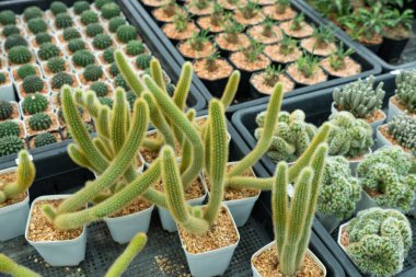 Bereketli bir botanik bahçesi sergilenen eşsiz kaktüslerin canlı bir koleksiyonunu keşfedin..