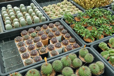 Sera ortamında gelişen eşsiz kaktüs çeşitlerinden oluşan canlı bir koleksiyon keşfedin..