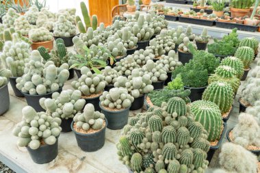 Kaktüslerin yemyeşil çeşitlerini keşfedin büyüleyici botanik bahçesi doğanın esnekliğini gözler önüne seriyor..