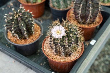 Çiçek açan kaktüslerin güzelliğini keşfedin. Doğanın karmaşık tasarımlarını ve canlı renklerini gösterin..