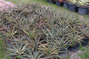 Serada gelişen kaktüslerin canlı çeşitliliğini keşfedin..