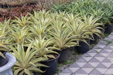 Göz kamaştırıcı bir kaktüs koleksiyonunu keşfedin. Resimli bahçe düzenini..