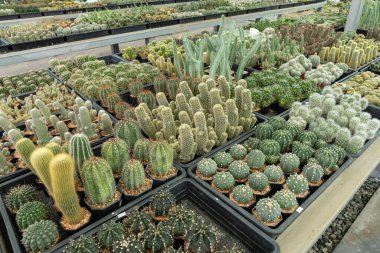 Doğal ortamlarında gelişen çeşitli kaktüs türleriyle dolu canlı bir sera keşfedin..