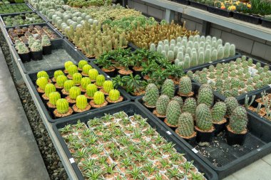 Doğanın yaratıcılığını ve güzelliğini gözler önüne seren çeşitli kaktüsleri botanik bahçelerini keşfedin..