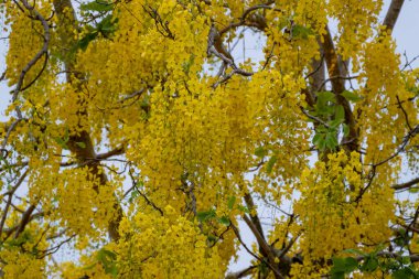 Sakin bir tropikal bahçede Cassia ağaçlarının canlı sarı çiçeklerini keşfedin..
