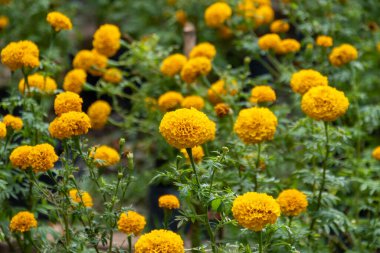 Çiçekli bir bahçede kadife çiçeklerinin güzelliğini keşfedin. Canlı renkler ve karmaşık detaylar sergiliyor..