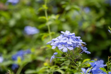 Huzurlu bir bahçede yetişen narin mavi çiçeklerin güzelliğini keşfedin..