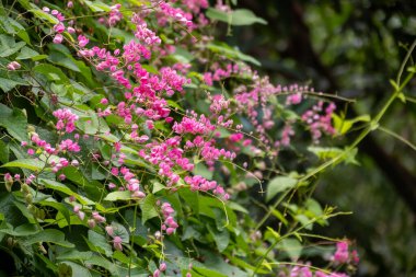 Canlı pembe çiçeklerin göz kamaştırıcı gösterisini keşfedin yemyeşil bir bahçe ortamında gelişen.