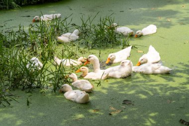 Sakin, yeşil bir gölette yüzen ördek sürüsü doğanın sükunetini sergiliyor..