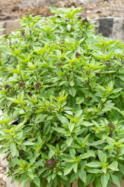 Fesleğenin yemyeşil yapraklarını sergileyen bir ev bahçesindeki yemyeşil filizleri keşfedin..