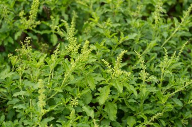 Bitki yetiştirmenin güzelliğini keşfedin verimli bir tarım alanında organik büyüme ve doğanın cömertliğini gösteren.