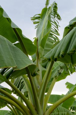 Tropikal bir ortamda muz bitkisinin canlı büyüme evrelerini araştırın..