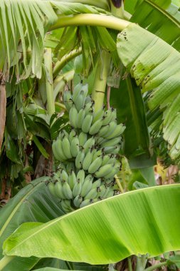 Doğanın güzelliğini gösteren tropikal bir ortamda muzların canlı gelişimini keşfedin..