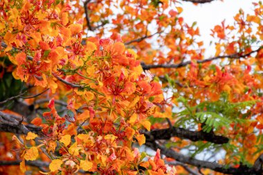 Doğanın çarpıcı renk paletini gösteren canlı sonbaharın güzelliğini tecrübe edin..