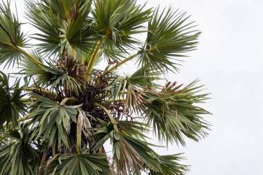 Bereketli bir palmiye ağacına detaylı bir bakış. Tropikal bir ortamda canlı yapraklarını sergiliyor..