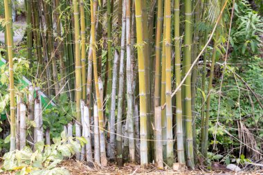 Sergilenen sakin bir bambu koruluğunu keşfedin yemyeşil ve doğal güzellikler.