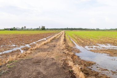 Pirinç tarlalarının zıt görüşü tarım döngüsünü gözler önüne seriyor..