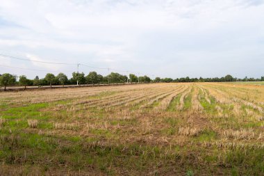 Kırsal bir ortamda bulutlu bir gökyüzünün altında toplanan tarlaların huzur veren güzelliğini keşfedin..