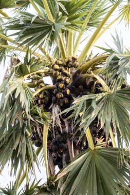 Bu resim, canlı tropikal bir manzaradaki palmiye meyvelerinin yakın çekimini gösteriyor..