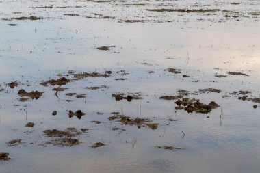Sel basmış sakin bir alan, tarımsal dayanıklılığı vurgulayan yağmurun ardından doğanın güzelliğini gözler önüne seriyor..