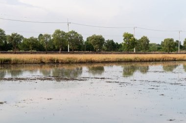 Gökyüzünü yansıtan bir pirinç tarlasının huzurlu manzarası doğanın sükunetini gösteriyor..