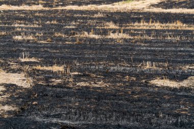 Yanmış bir arazinin havadan görünüşü, doğal bir orman yangınından sonra ortaya çıkan sonuçları gözler önüne seriyor..