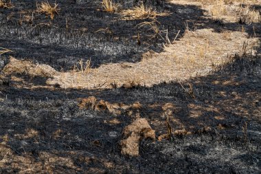 Bu görüntü, kömürleşmiş toprağı ve iyileşme sürecini gözler önüne seren bir yangının sert sonuçlarını yakalıyor..