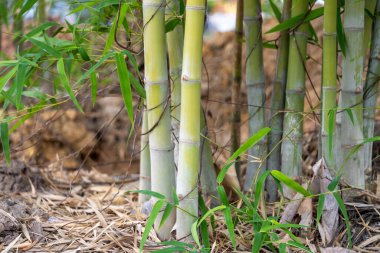 Bambuların doğal orman ortamında gelişen dingin güzelliklerini keşfediyor..
