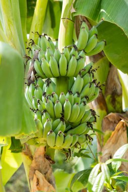 Doğanın cömertliğini gösteren tropik bir çiftlikteki muz hasadının bereketli güzelliğini keşfedin..